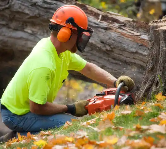 tree services Stokesdale